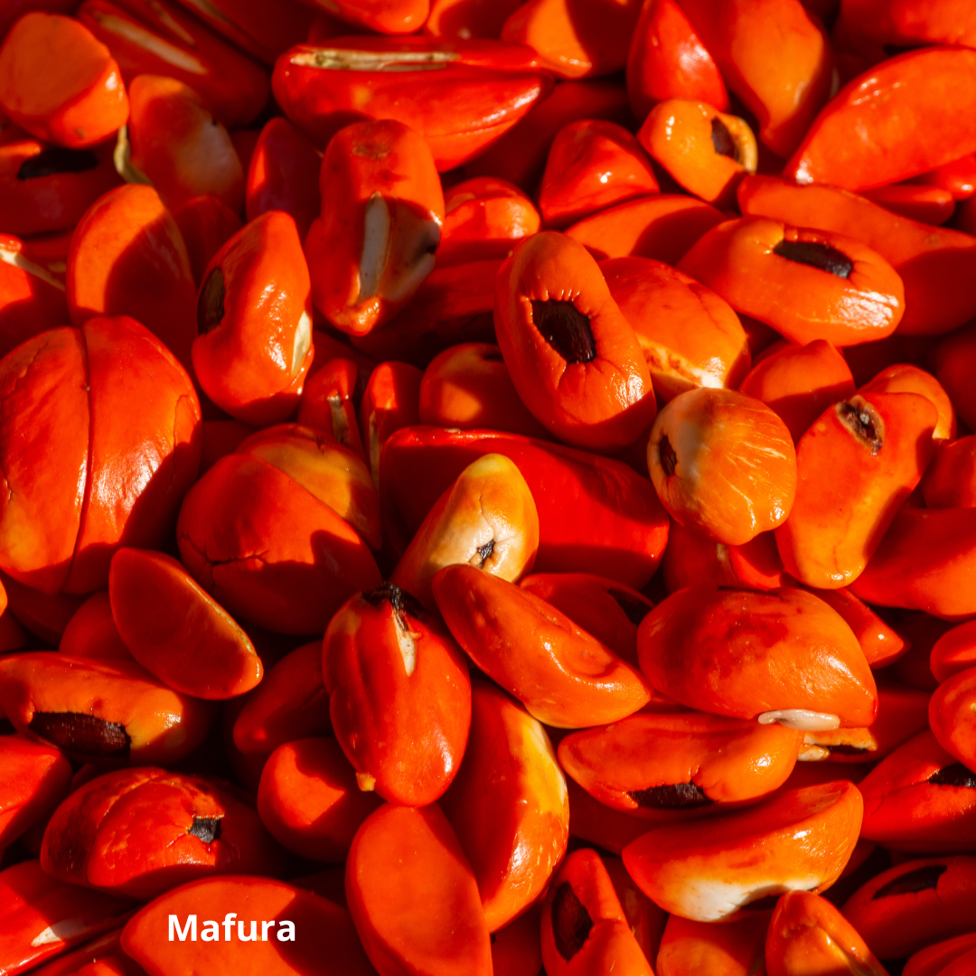 Qu'est-ce que le Mafura, et quels sont ses bienfaits pour la peau ?